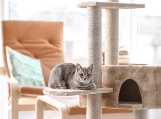 chat jeux